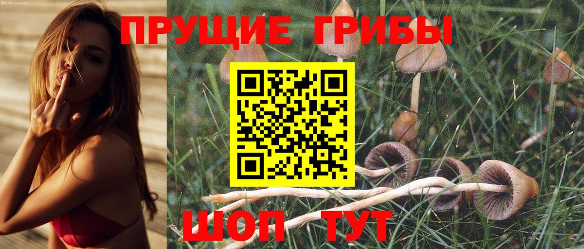 Галлюциногенные грибы Psilocybe  цены   Богданович  Вход с VPN  Галлюциногенные грибы MAGIC MUSHROOMS 